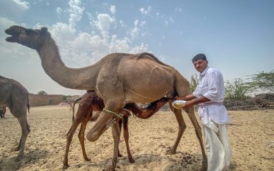 Repercussions of Lost Camel Livelihoods in Deserts